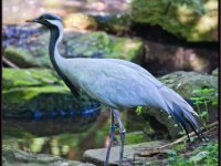 Cranes8