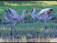 Cranes9