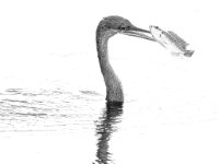 20180203 8142-Enhanced-NR