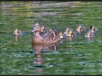 Ducks1