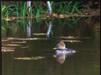 Ducks10