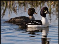 Ducks101