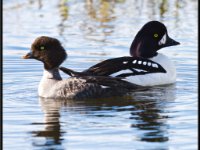 Ducks102