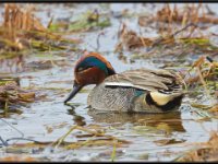 Ducks103