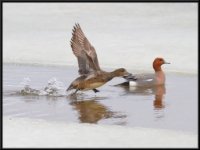 Ducks105