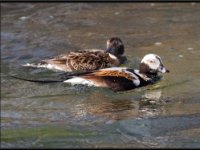Ducks106