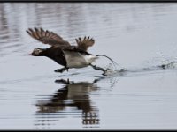 Ducks107