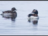 Ducks108