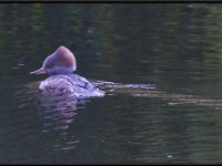 Ducks11