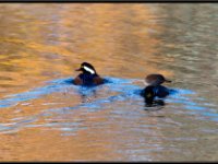 Ducks12