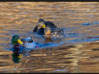 Ducks13