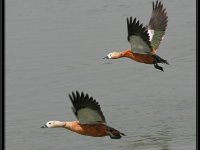 Ducks16