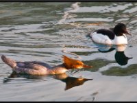 Ducks19