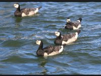 Ducks20