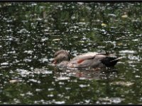Ducks21