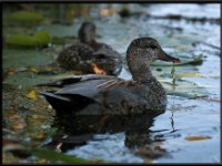 Ducks22