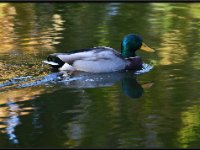 Ducks23