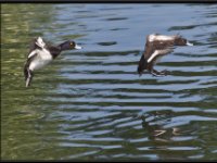 Ducks24