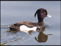 Ducks25