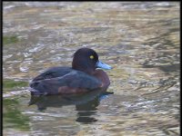 Ducks27