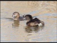 Ducks28