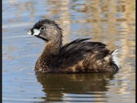 Ducks29