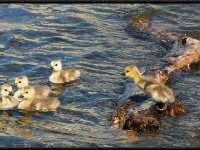 Ducks3