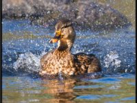 Ducks30