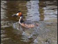 Ducks34