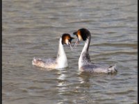 Ducks35