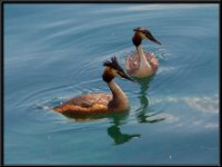 Ducks37