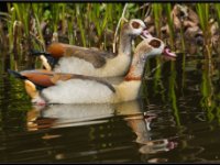 Ducks38