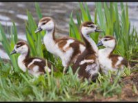 Ducks39