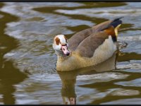 Ducks40