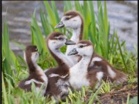 Ducks41
