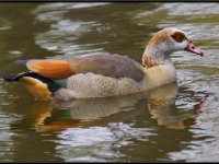 Ducks42