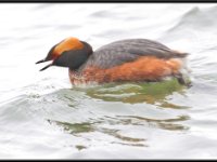 Ducks44