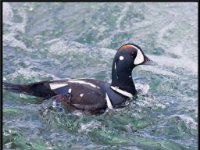 Ducks45