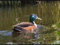 Ducks48