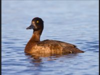 Ducks50