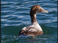 Ducks54