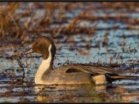 Ducks56
