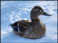 Ducks57