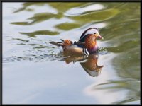 Ducks58