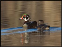 Ducks59