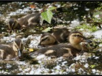 Ducks6