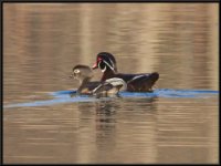 Ducks60