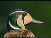 Ducks61