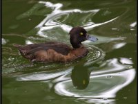 Ducks63