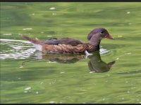 Ducks64